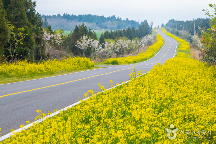 A Canola Flower Trip to Jeju